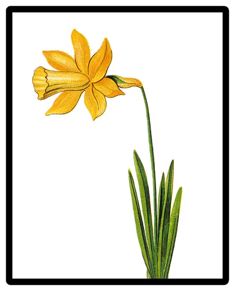 Narcissus pseudonarcissus (commonly known as wild daffodil or Lent lily)