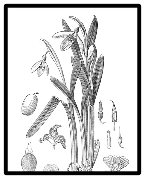 Snowdrop Galanthus nivalis plant illustration 1880