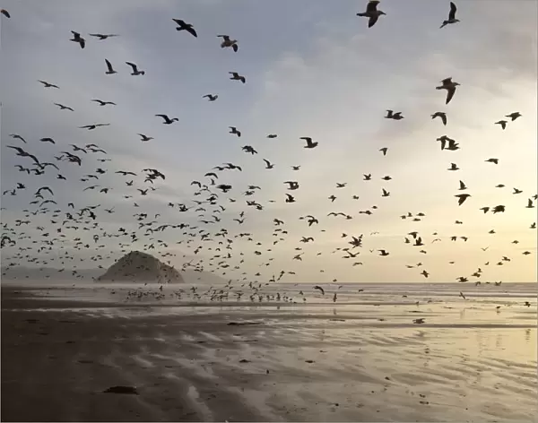 Gulls on Morro Strand State Beach