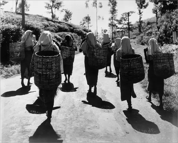 Tea Time. 11th January 1960: Tea estate workers make their way home after