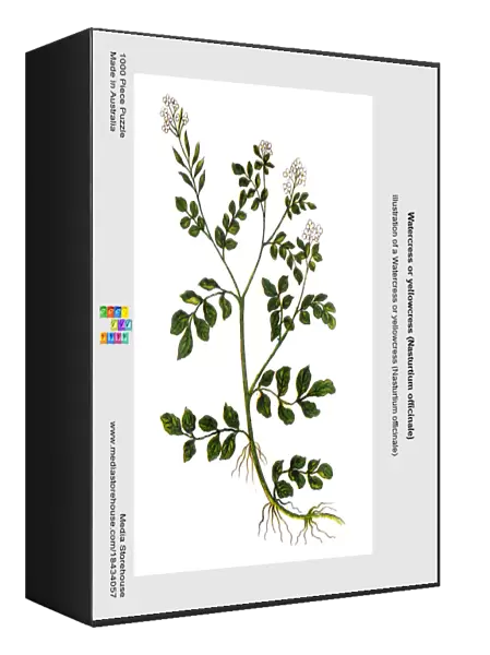 Watercress or yellowcress (Nasturtium officinale)