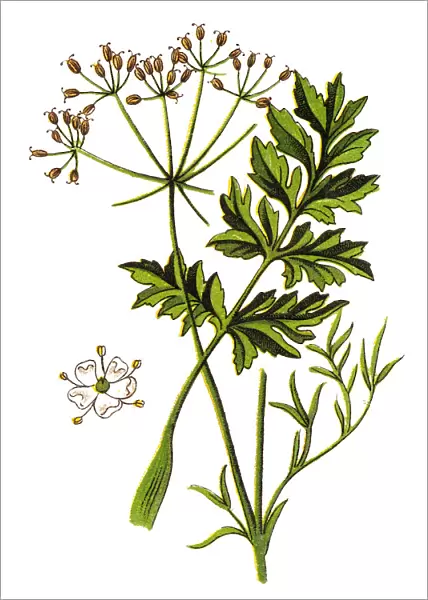Caraway, also known as meridian fennel, and Persian cumin (Carum carvi)