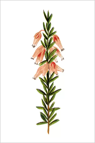 Erica carnea (winter heath, winter-flowering heather, spring heath, alpine heath)