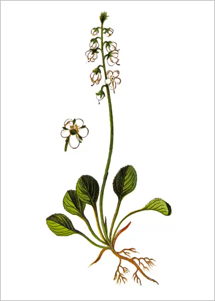 Pyrola rotundifolia known as wintergreen