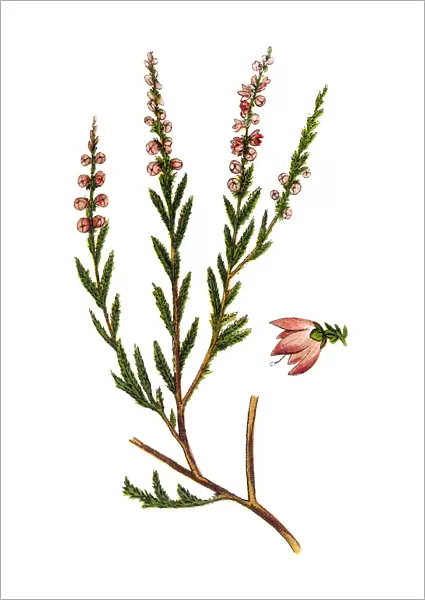 Calluna vulgaris (known as common heather, ling, or simply heather)