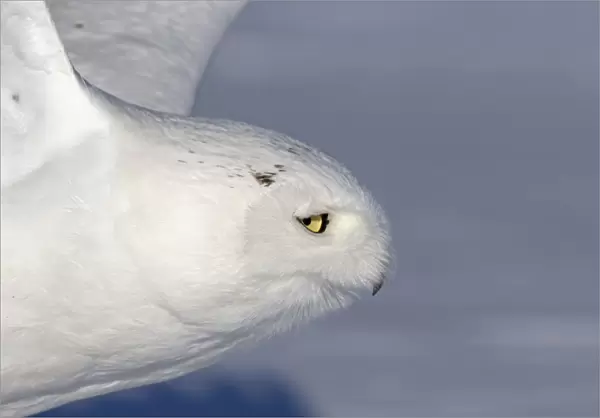 male snowy owl taking off to hunt in a Canadian winter