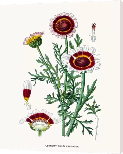 Ismelia (tricolor daisy)