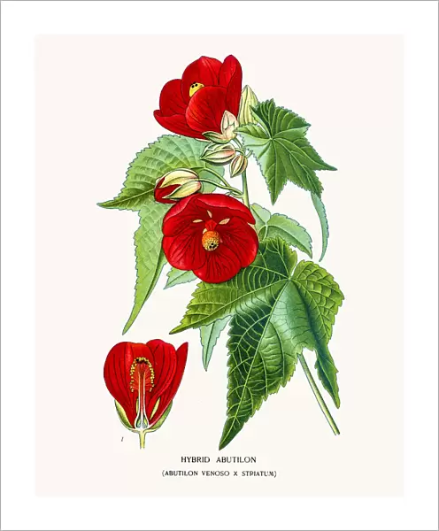 Abutilon flower