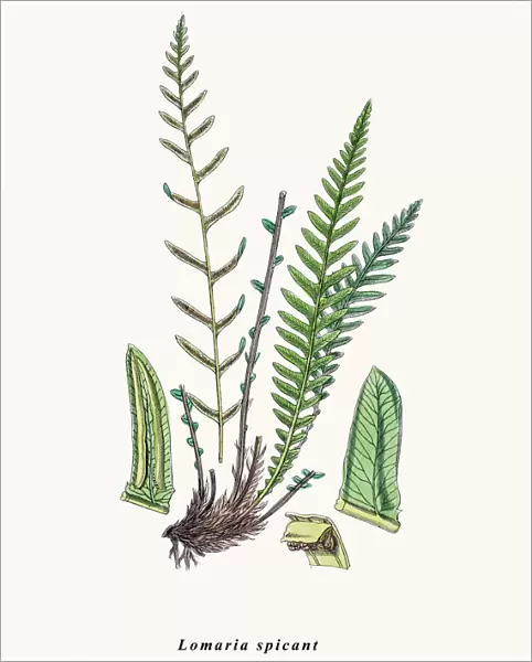 Hard fern. Photographic image of an original antique illustration by Sowerby