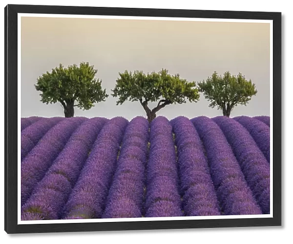 Lavender Rows and Trees