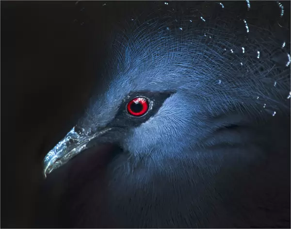 Victoria Crowned Pigeon (Goura victoria) Portrait