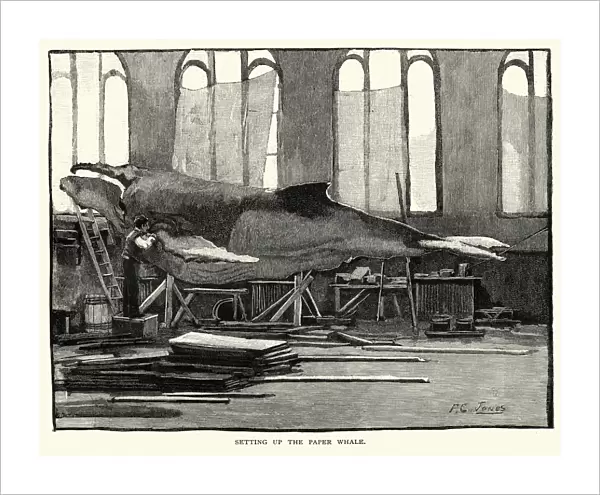Setting up the Paper Whale, Smithsonian Institution, 1884