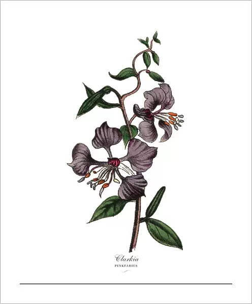 Clarkia and Pinkfaries Plants, Victorian Botanical Illustration