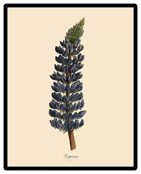 Lupinus or Lupine Plant, Victorian Botanical Illustratio