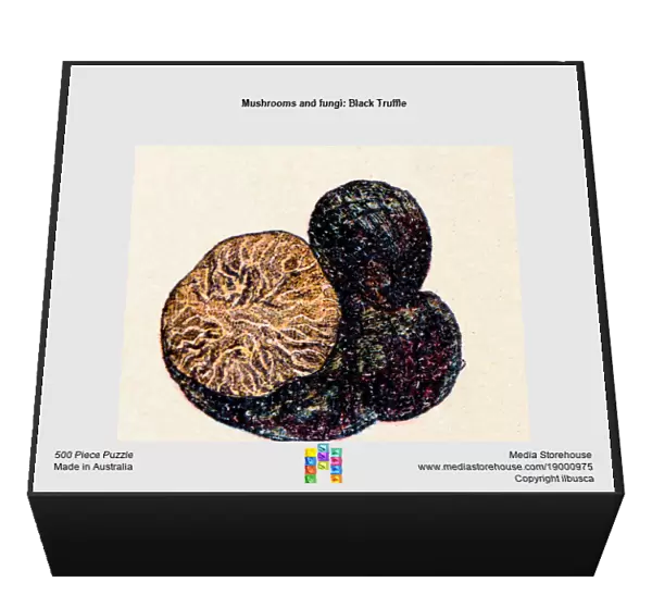 Mushrooms and fungi: Black Truffle