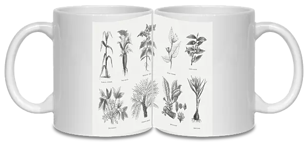 Economic plants, wood engravings, published in 1880