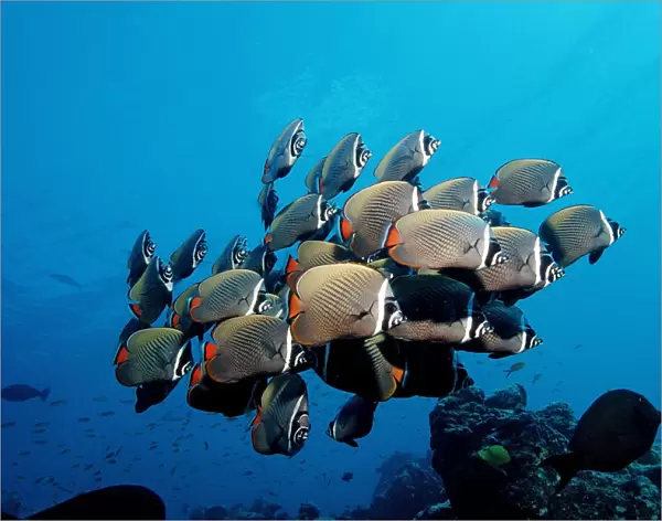 School of Redtail Butterflyfish (Chaetodon collare), Maldive Islands, Indian Ocean