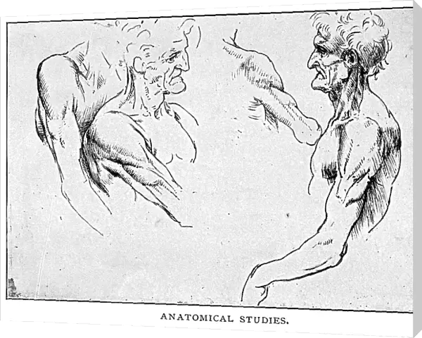 Anatomical Studies by Leonardo Da Vinci