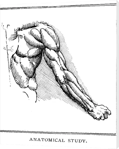 Anatomical study by Leonardo Da Vinci