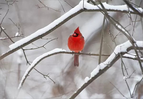 Male northern cardinal in winter
