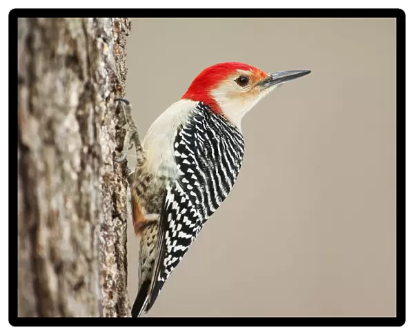 Red-bellied woodpecker up close
