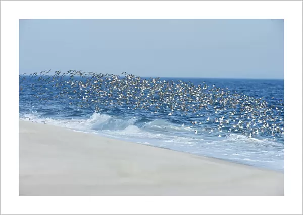 Dunlin flock flies in unison at oceans edge