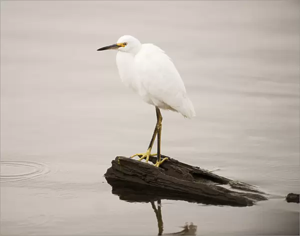 Snowy egret at pond