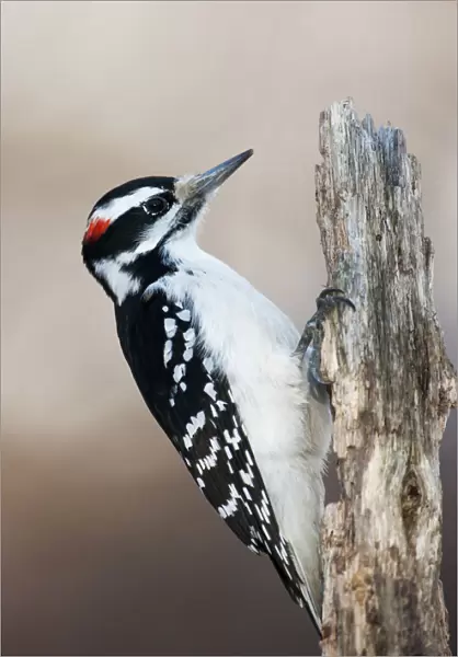 Hairy woodpecker portrait