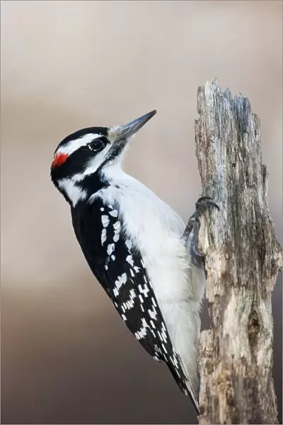 Hairy woodpecker portrait