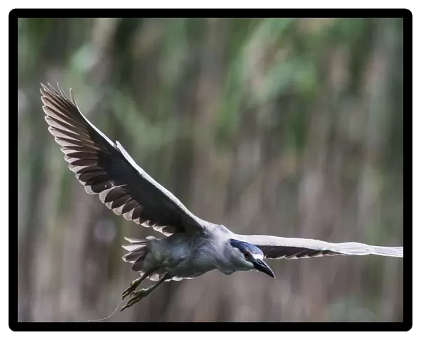 Black-crowned night heron flight