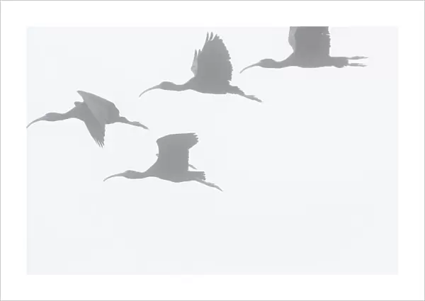 Glossy ibis flight silhouette on a foggy morning