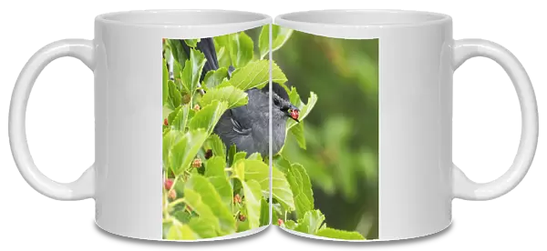 Gray catbird with mulberry