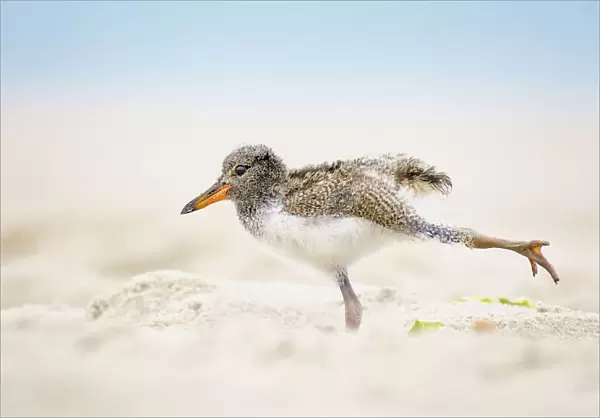 American Oystercatcher Chick Doing Yoga on the Beach at Nickerson, Long Island