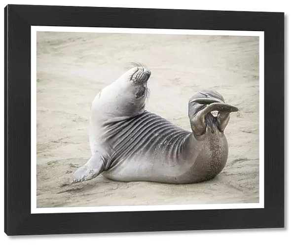 Yoga on the Beach with an Elephant Seal