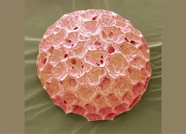 Phlox pollen, SEM