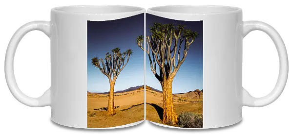 Quiver Trees and Rocky Landscape, Namibia