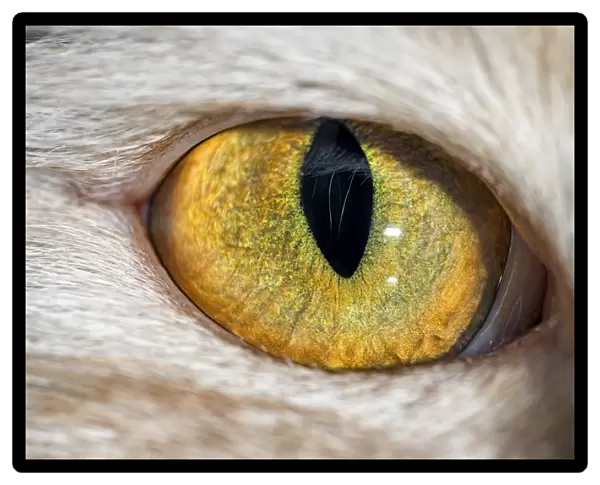 The eye of a domestic cat