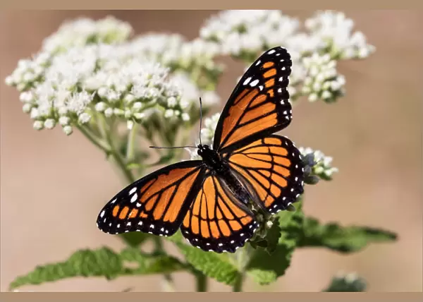 Viceroy Butterfly with Wings Spread