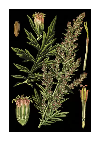 mugwort, riverside wormwood, felon herb, chrysanthemum weed, wild wormwood, old Uncle Henry