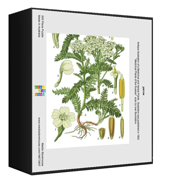 yarrow. Antique illustration of a Medicinal and Herbal Plants.