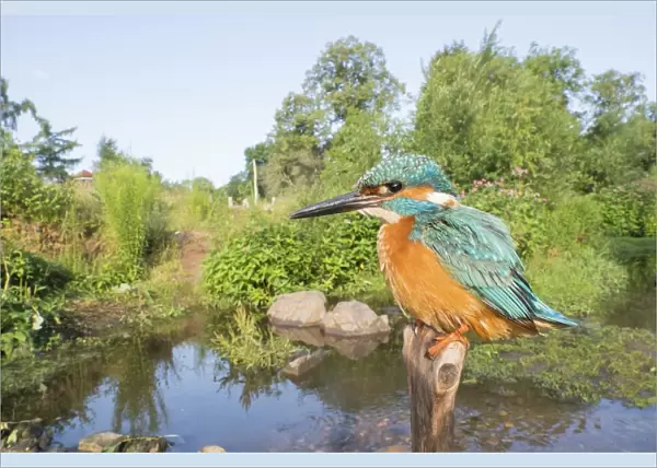 Kingfisher (Alcedo atthis) on branch in his habitat, wide angle shot, Hesse, Germany