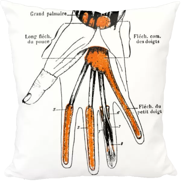 Synovial sheaths of wrist, palm and fingers