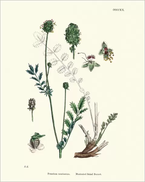 Plants, Poterium Muricatum, Muricated Salad Burnet, 19th Century print