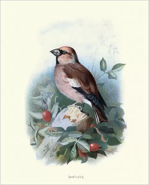 Birds, hawfinch (Coccothraustes coccothraustes), passerine bird