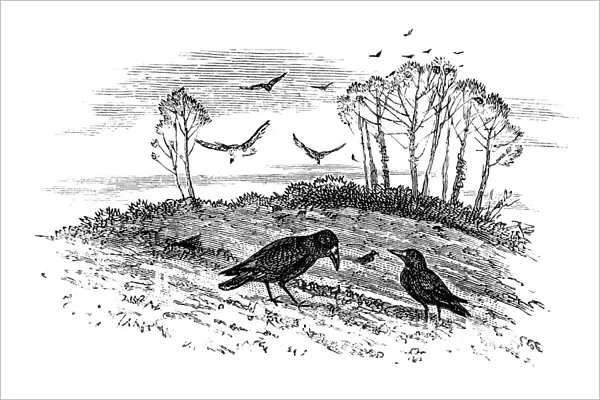 Rooks. Vintage engraving from 1883 of a Rooks 