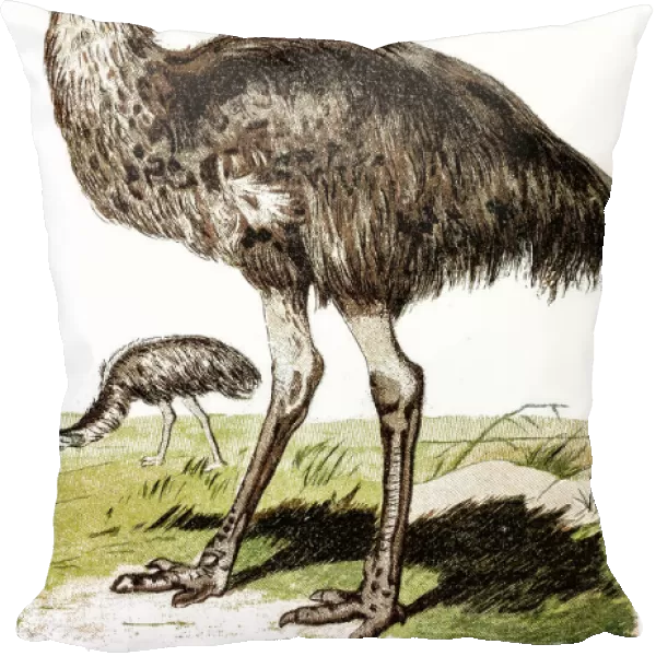 Emu (Dromaius novaehollandiae)
