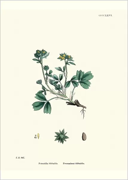 Botany, Sibbaldia procumbens, creeping sibbaldia, Flower, plant, botanical print