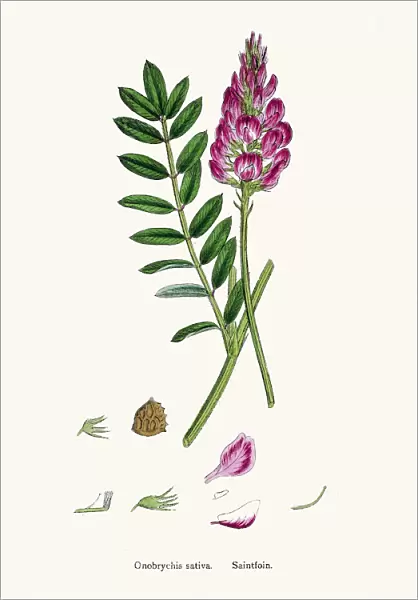 Onobrychis or sainfoins plant 19th century illustration