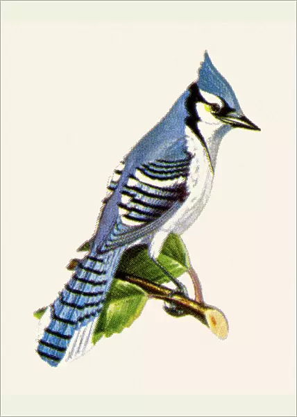 Bluejay. http: /  / csaimages.com / images / istockprofile / csa_vector_dsp.jpg