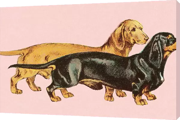 Two dachshunds